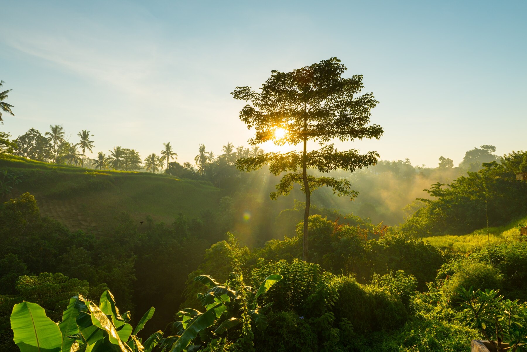 sunrise-bali-jungle_1385-1644